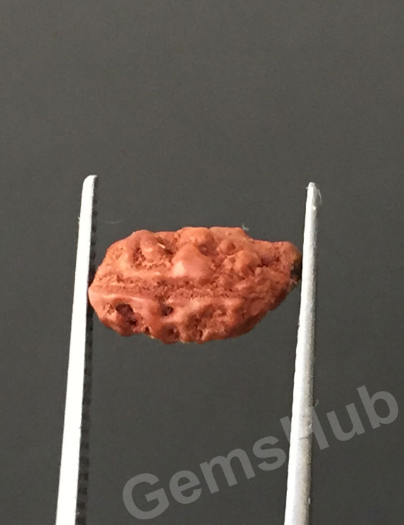 1 Face/Mukhi Certified Indonesian Rudraksha